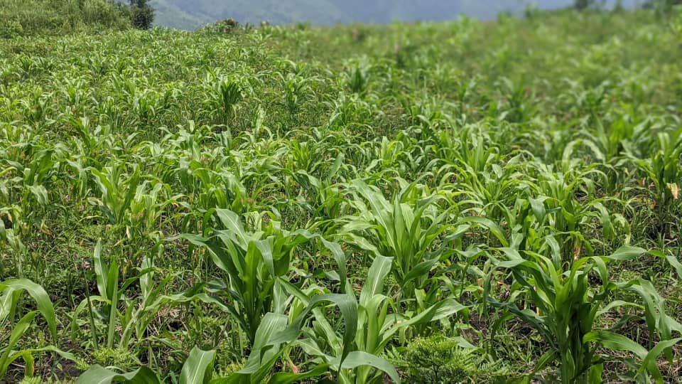 Agriculture Program